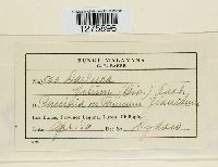 Eudarluca caricis image