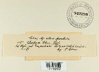 Eudarluca caricis image