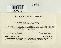 Eudarluca caricis image