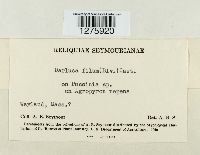 Eudarluca caricis image