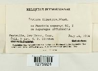 Eudarluca caricis image