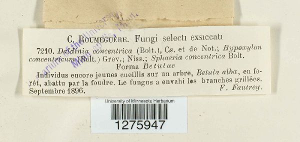 Daldinia concentrica image