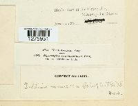 Daldinia vernicosa image