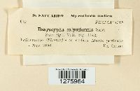 Dasyscypha calyciformis image