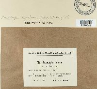 Ascochyta laburni image