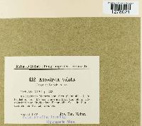 Ascochyta velata image