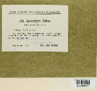 Ascochyta tiliae image