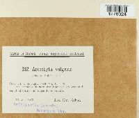 Ascochyta tenerrima image