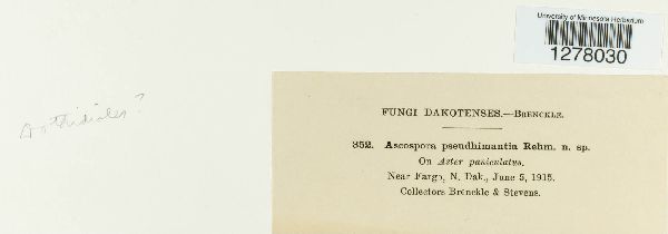 Ascospora pseudohimantia image