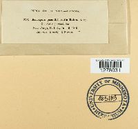 Ascospora pseudohimantia image