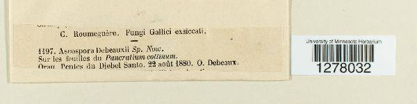 Ascospora debeauxii image