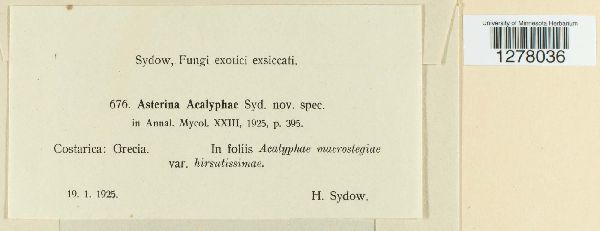 Asterina acalyphae image