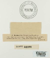 Asterina vagans image