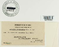 Asterina tetracerae image