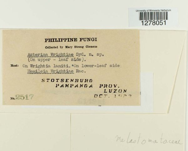 Asterina wrightiae image