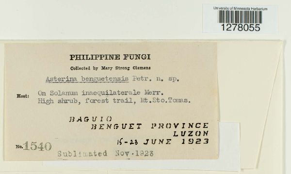 Asterina benguetensis image