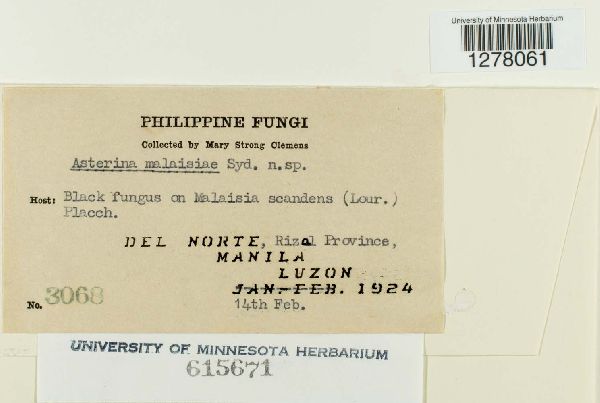 Asterina malaisiae image