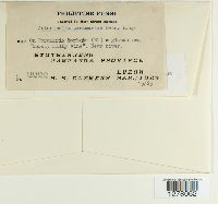 Asterinella parameriae image