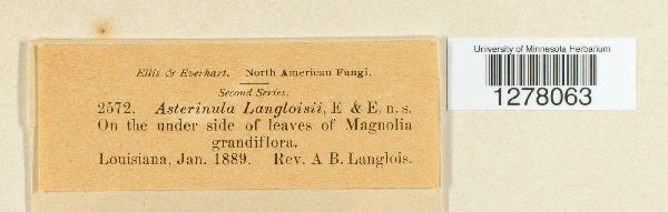 Asterinula langloisii image