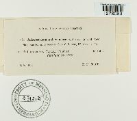 Aulacostroma palawanense image