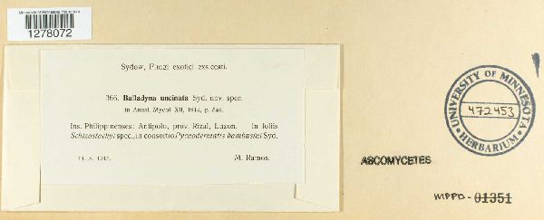 Balladyna uncinata image