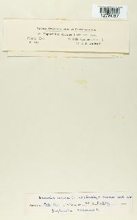 Image of Burenia cicutae
