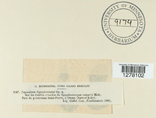 Capnodium symphoricarpi image