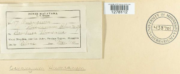 Cenangium blumeanum image