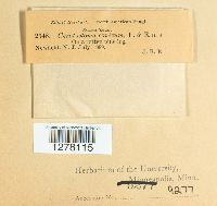 Ceratostoma conicum image