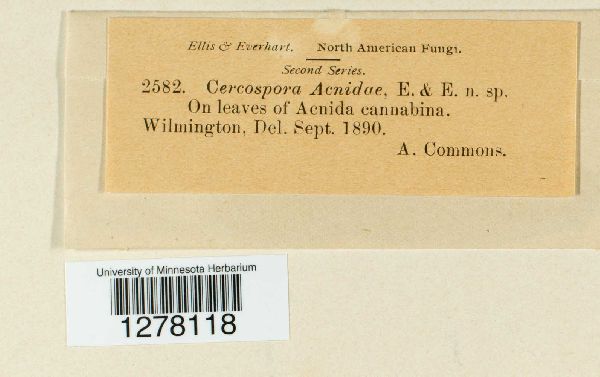 Cercospora acnidae image