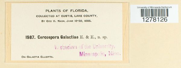Cercospora galactiae image