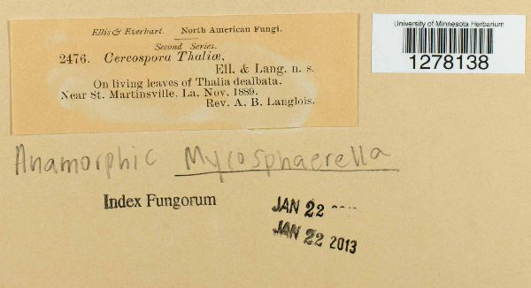 Cercospora thaliae image