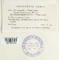 Image of Cercosporella californica