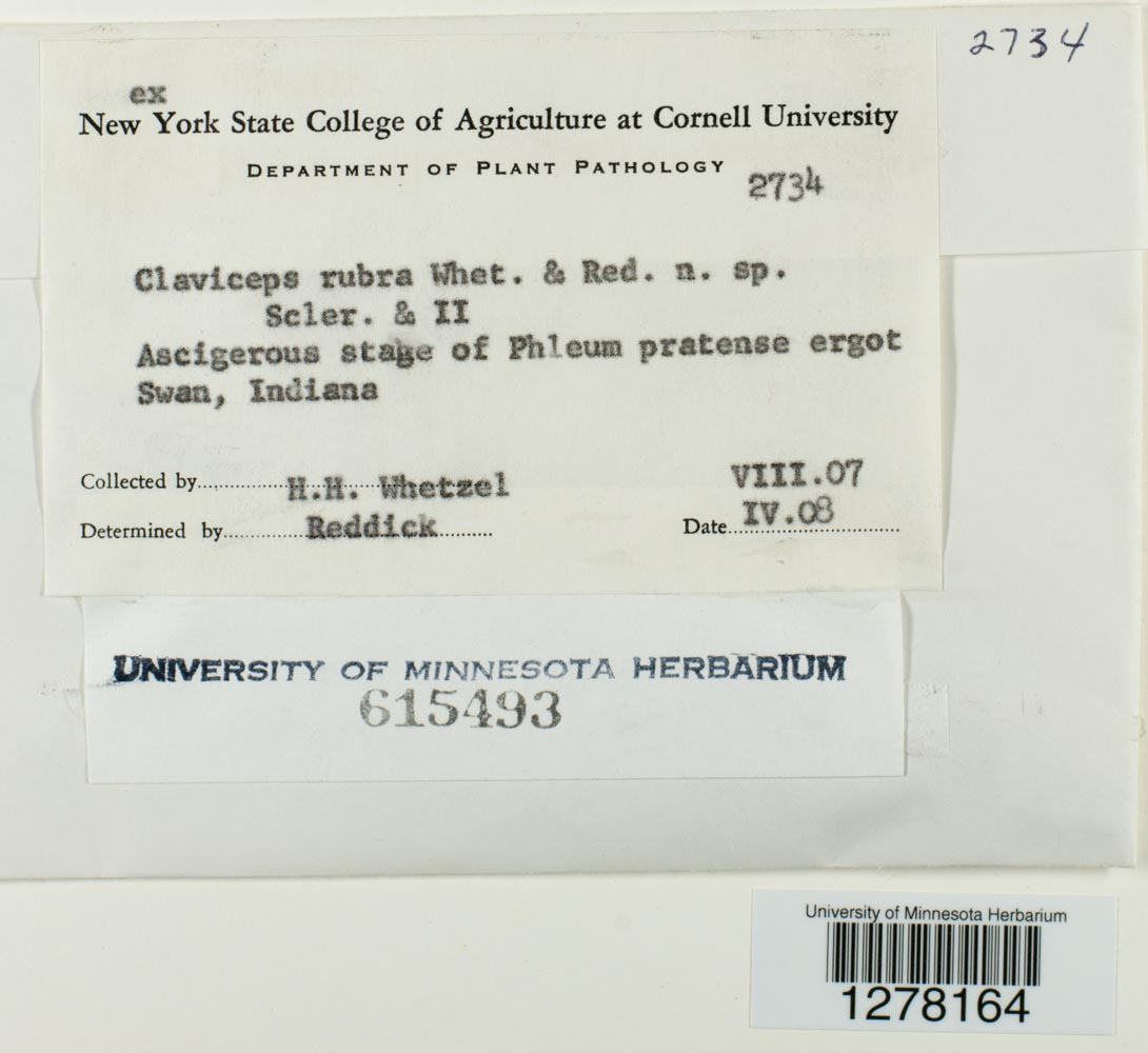 Claviceps rubra image
