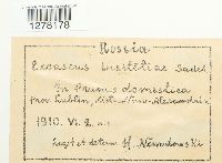 Taphrina pruni image