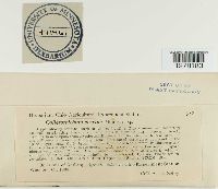 Glomerella cereale image