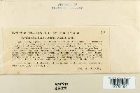 Glomerella cereale image