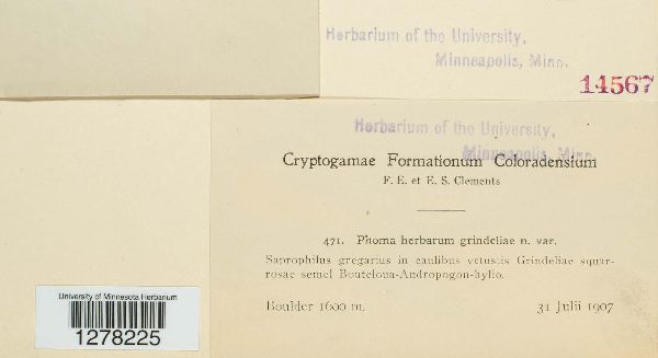 Phoma herbarum image