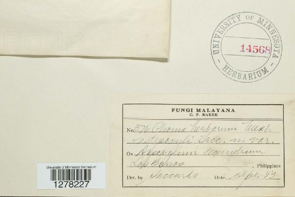 Phoma herbarum var. dysoxyli image