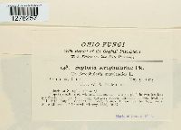 Septoria scrophulariae image