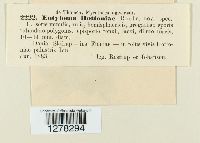 Heterodoassansia hottoniae image