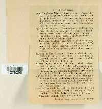 Entyloma winteri image