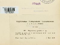 Psathyrella corrugis image