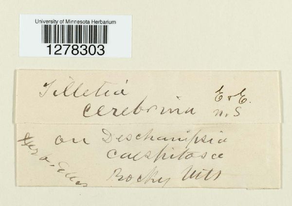 Tilletia cerebrina image