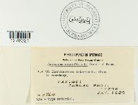 Aecidium superficiale image