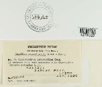 Aecidium superficiale image