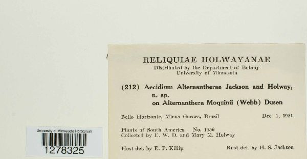 Aecidium alternantherae image