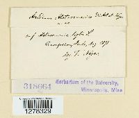 Aecidium alstroemeriae image