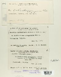 Aecidium aroideum image