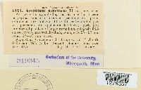 Aecidium detritum image